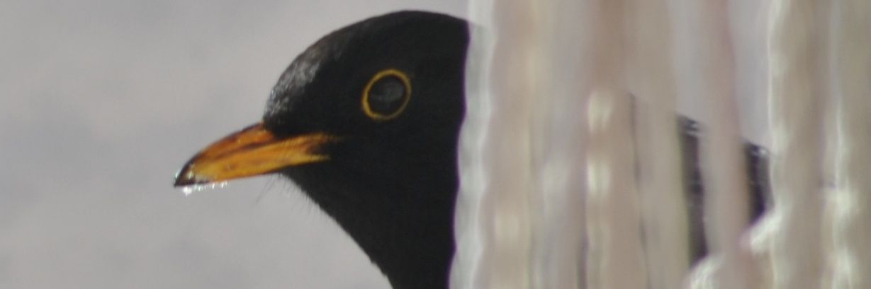 Ahkku 🇧🇻 🕯🌻 banner