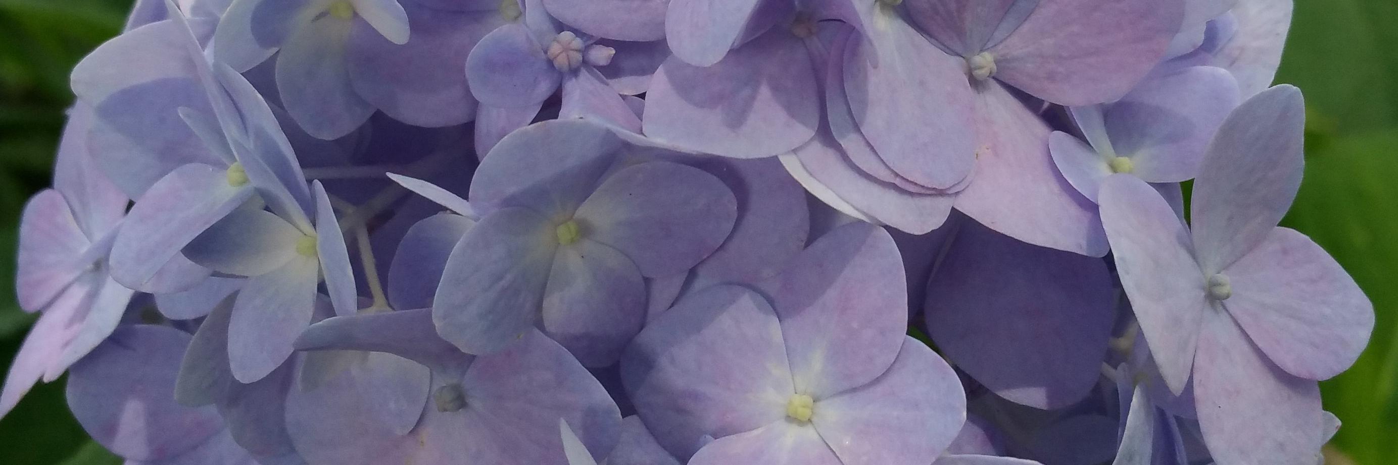 Sylvia Rogers banner