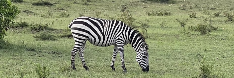 Fernanda Quintana banner