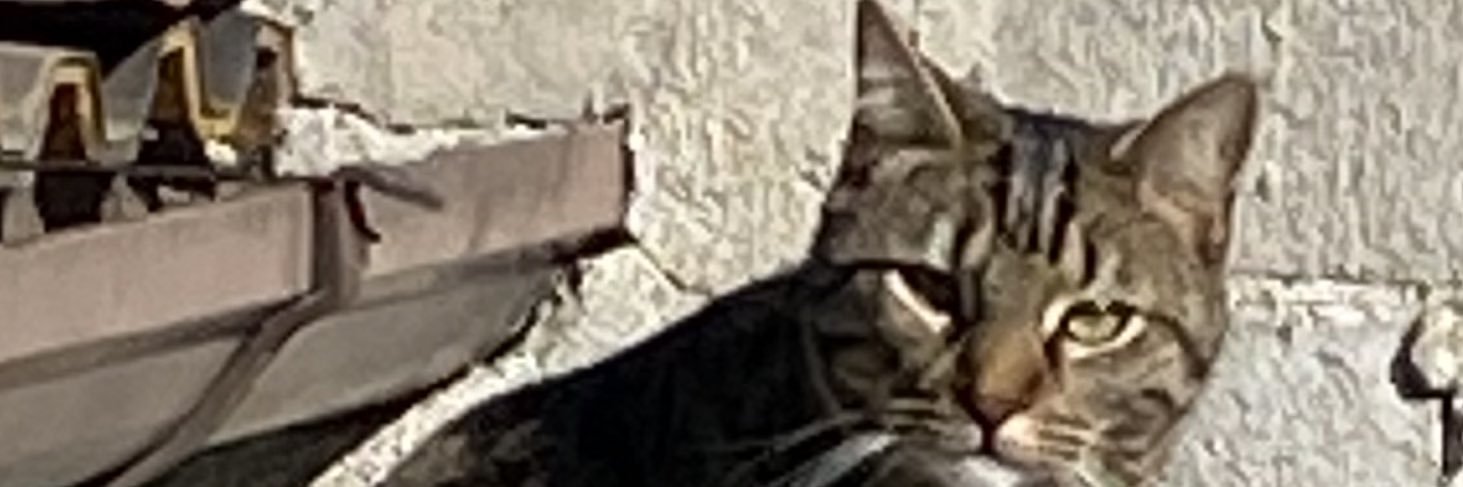 ZiaMickyVS's profile banner image
