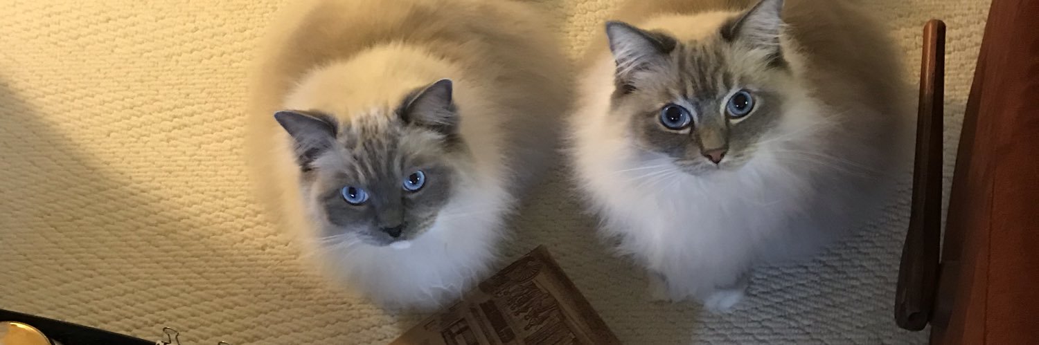 9kittens's profile banner image