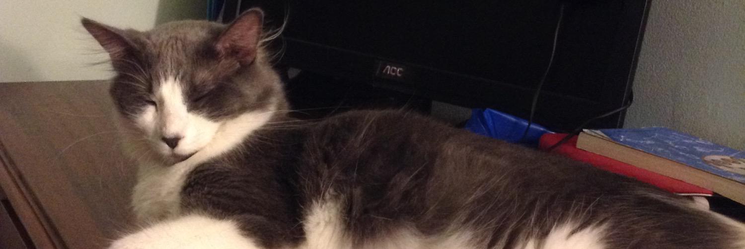 Gryffthecoolcat's profile banner image