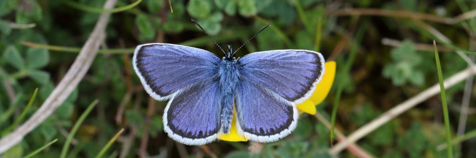 Cornwall Butterfly Conservation banner