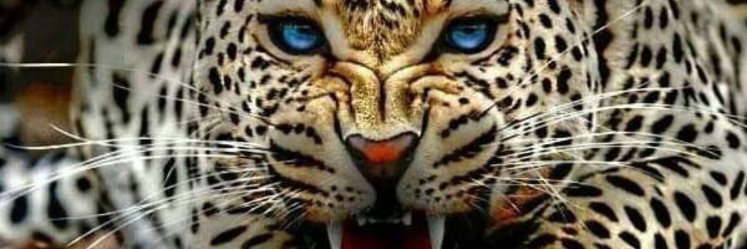 king_tips22's profile banner image