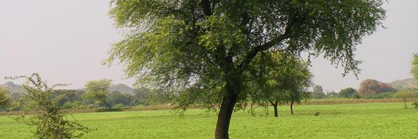 Vicent_Estruch Profile Banner