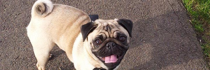xanderpug's profile banner image