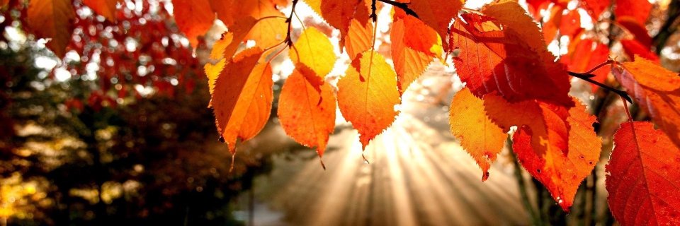 tcpublib's profile banner image