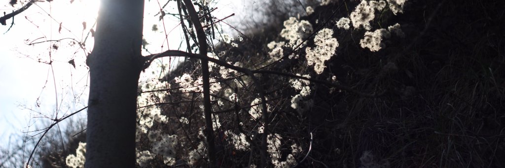 VosaMeni's profile banner image