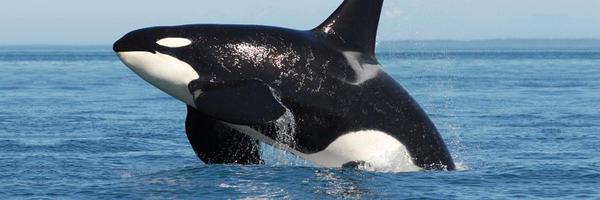 ONEVOICEAnimals Profile Banner