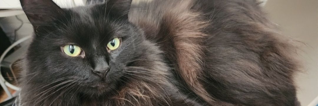 rodrigo 🇳🇮 banner