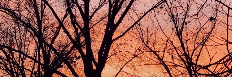 adrianasaube's profile banner image