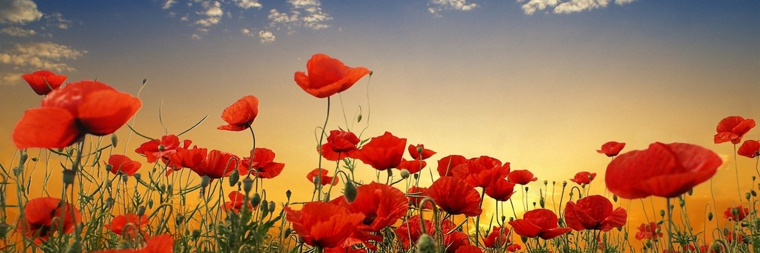 mahā ibrahim 🧚‍♀️ banner