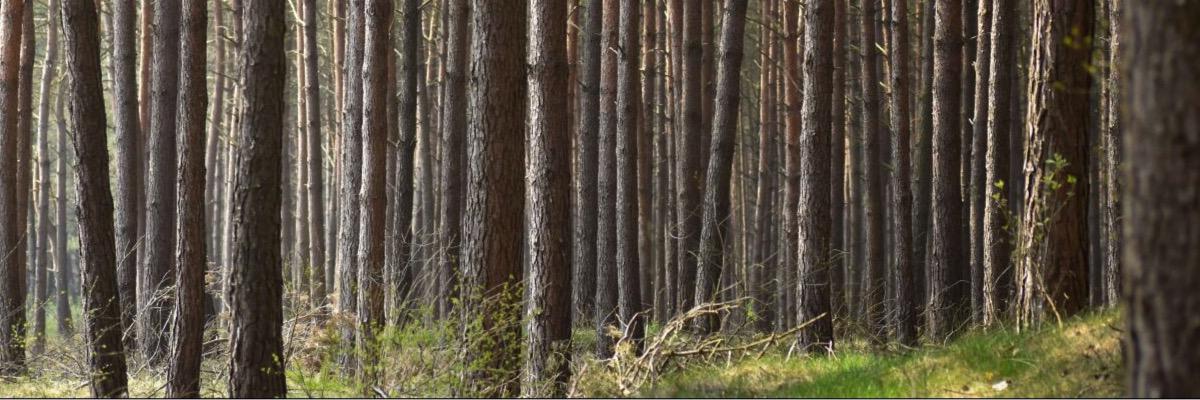 Groen Gebogen banner