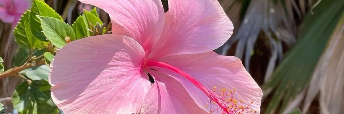 SweetAliiiii's profile banner image