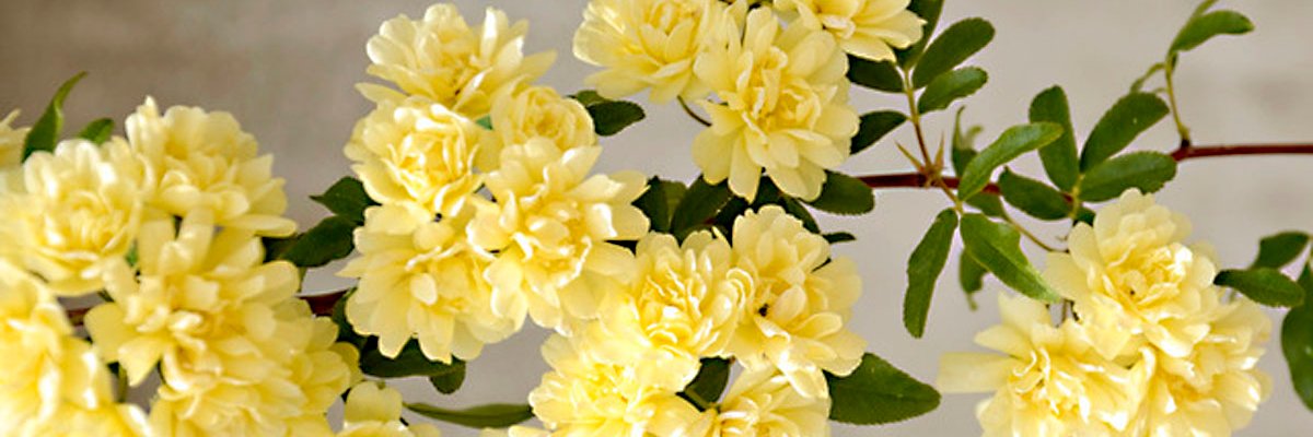 AmentasKeyLLC's profile banner image