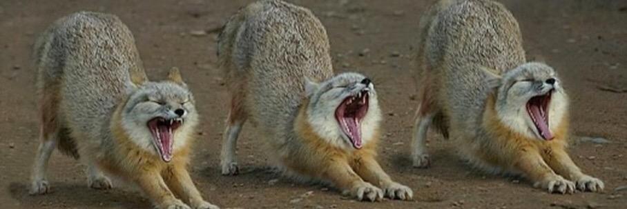 sfxyotes's profile banner image