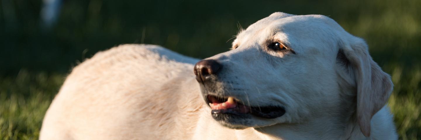 pakctam's profile banner image