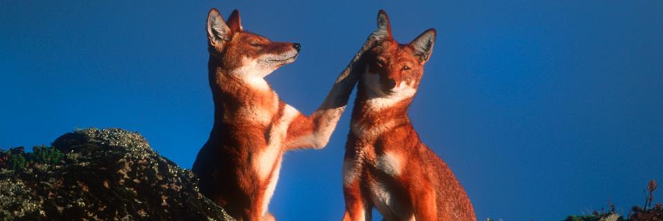 EthiopianWolves's profile banner image