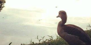 miramipato's profile banner image
