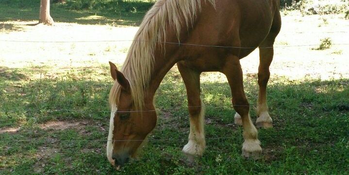 caballos13ponis's profile banner image