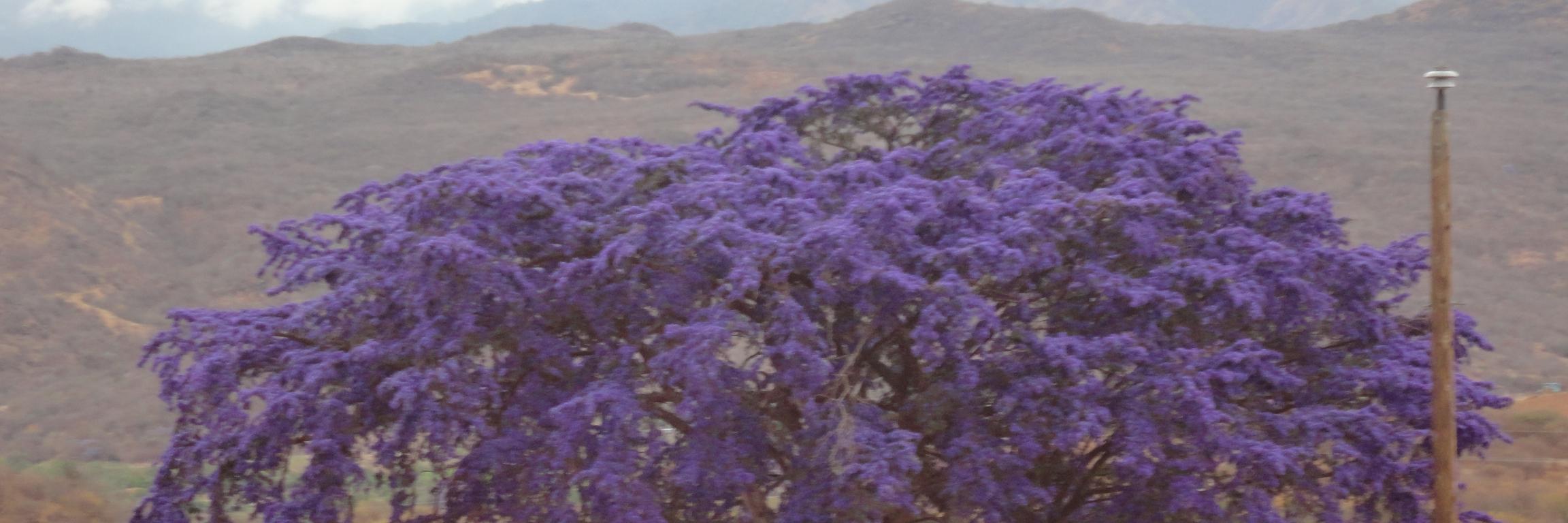region_oriente's profile banner image