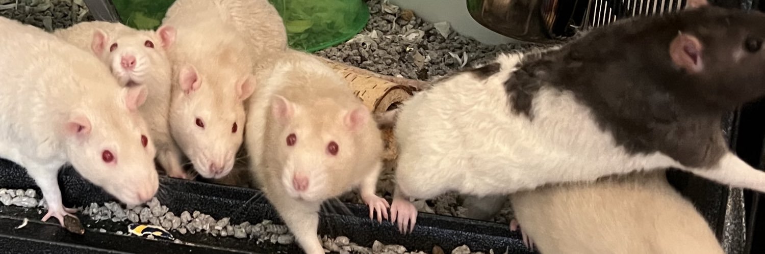 Kelly 🐀 banner