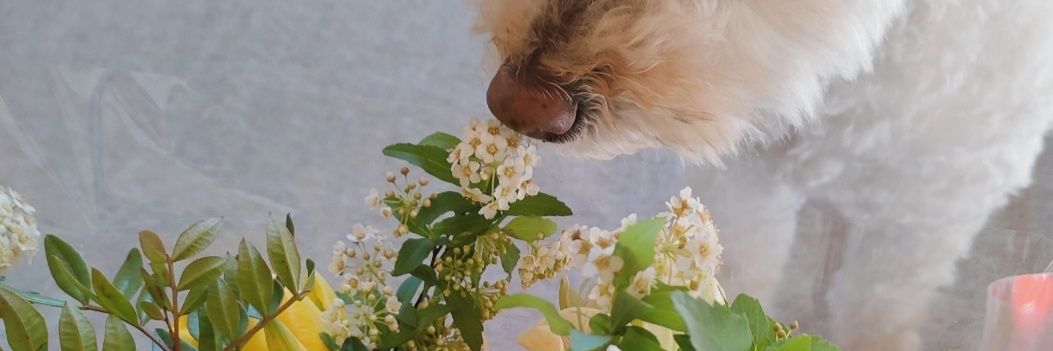 さとみ🐾♡ banner