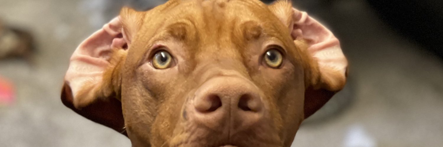DillyThe_Kid's profile banner image