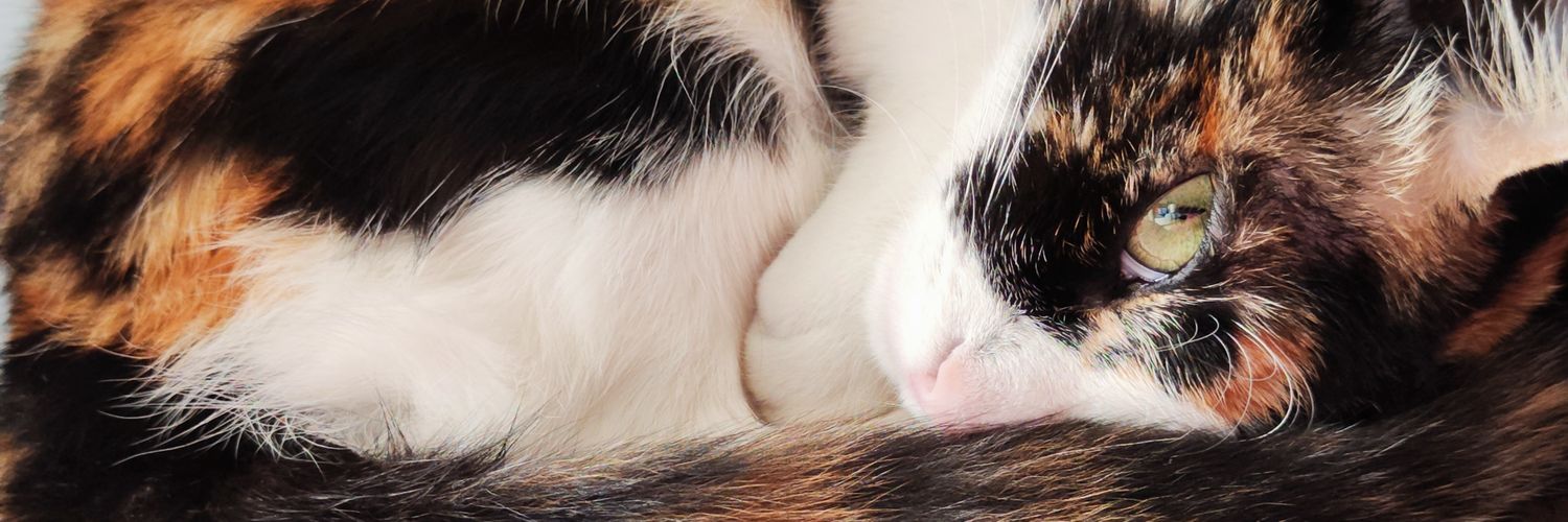InmitaLoveEllas's profile banner image