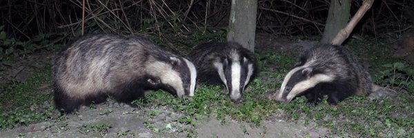 Moocher2 Profile Banner