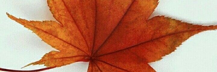 janelosw's profile banner image