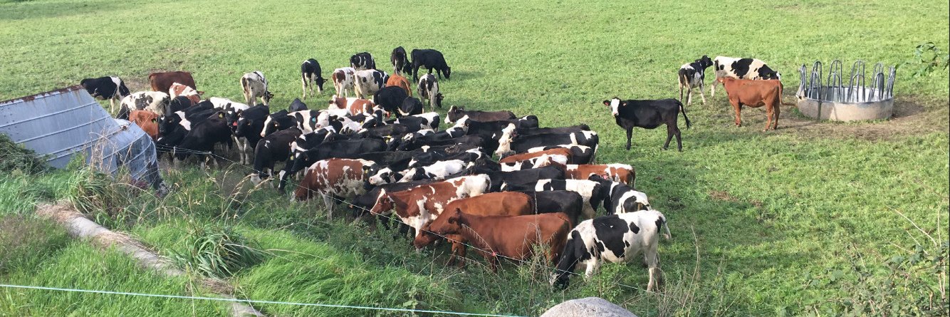 Walter Capdevila banner