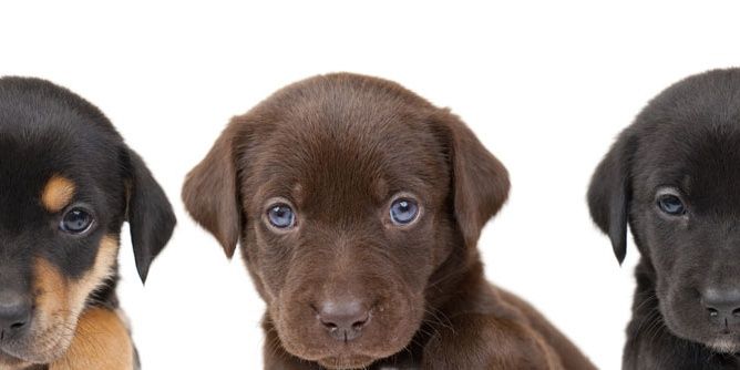 DierenvbUtrecht's profile banner image