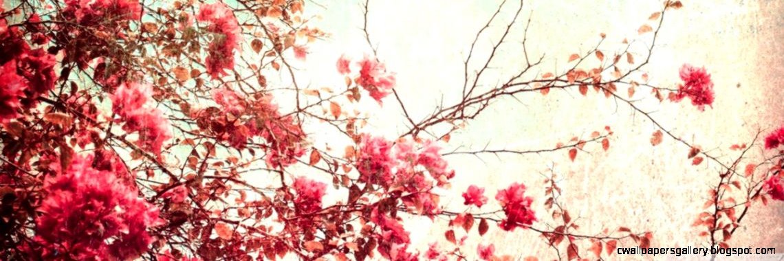 Druella R. banner