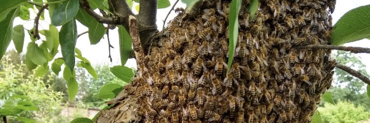 BeeActiv_Conan banner