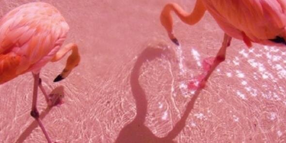 ancrimson's profile banner image