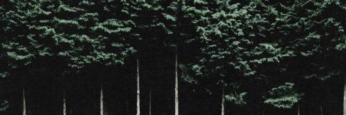 ava banner