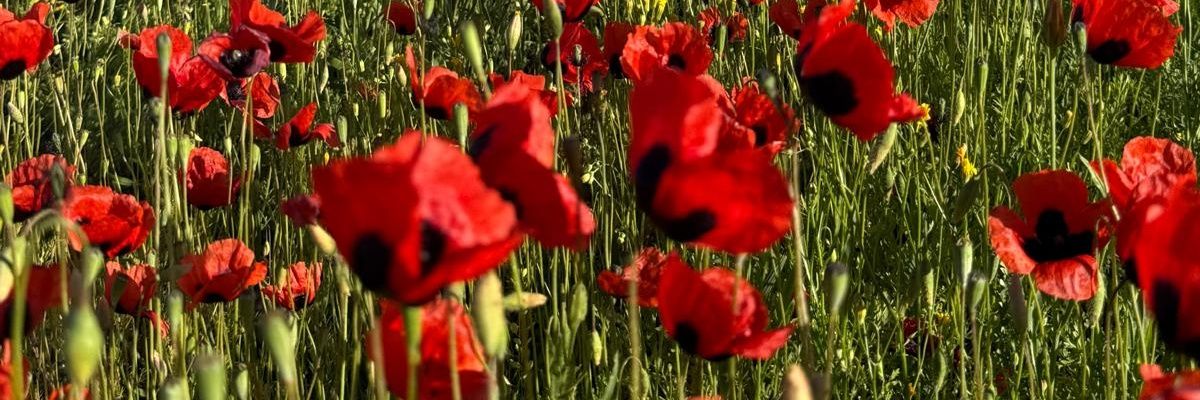 LeyKalkan's profile banner image
