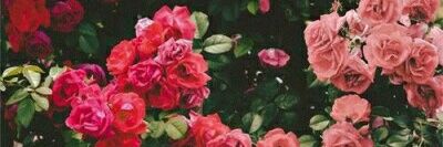 majovarguez79's profile banner image