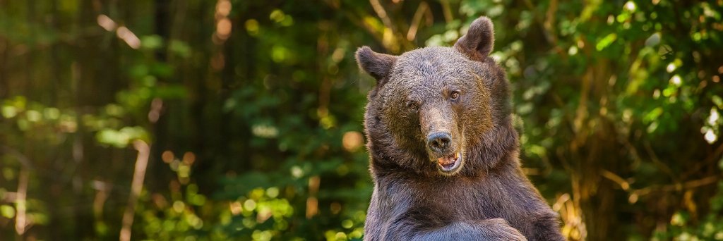 BearyMaster's profile banner image