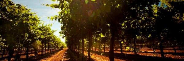 MDWinery Profile Banner