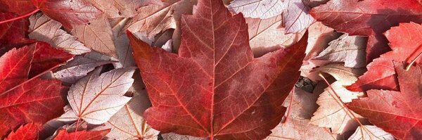 JStanghini Profile Banner