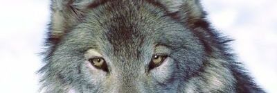 LoperaCurro's profile banner image