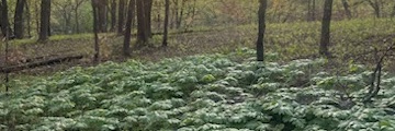 CarlBSmithJr's profile banner image