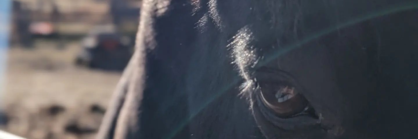 anna_YYC's profile banner image