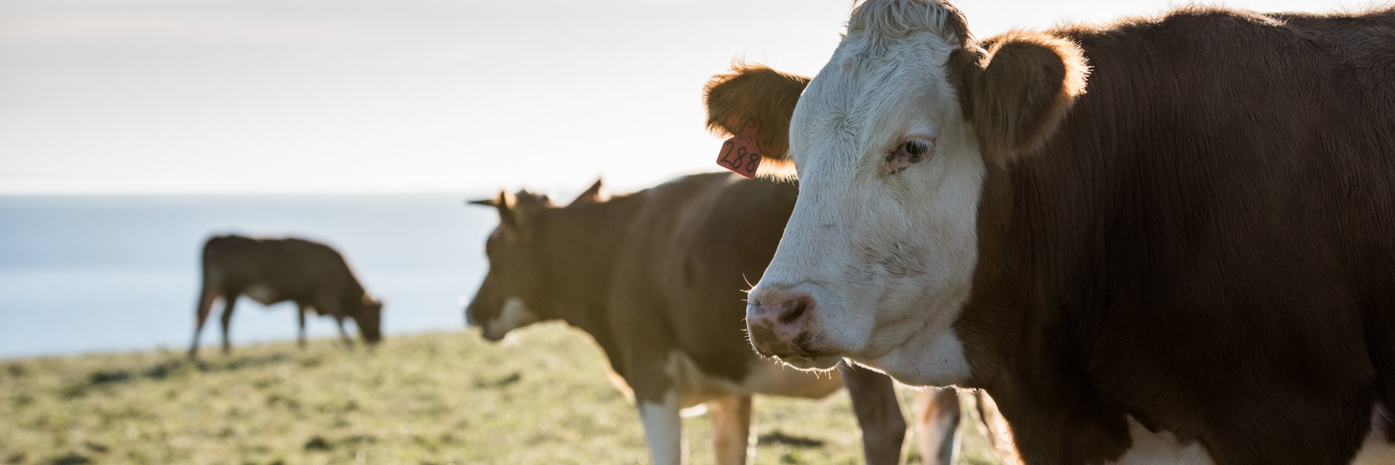 Greendale Farm Shop banner