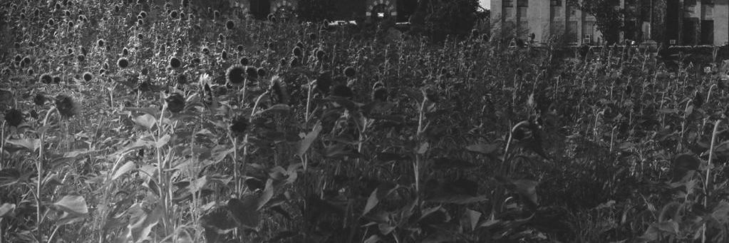 nora_barnacles's profile banner image