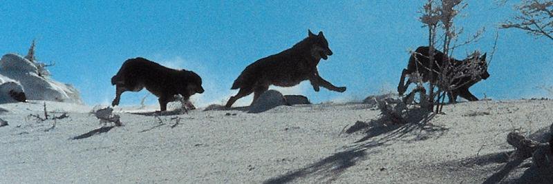 Ferroni Franco banner