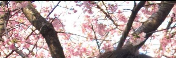 siyanuretkisi's profile banner image