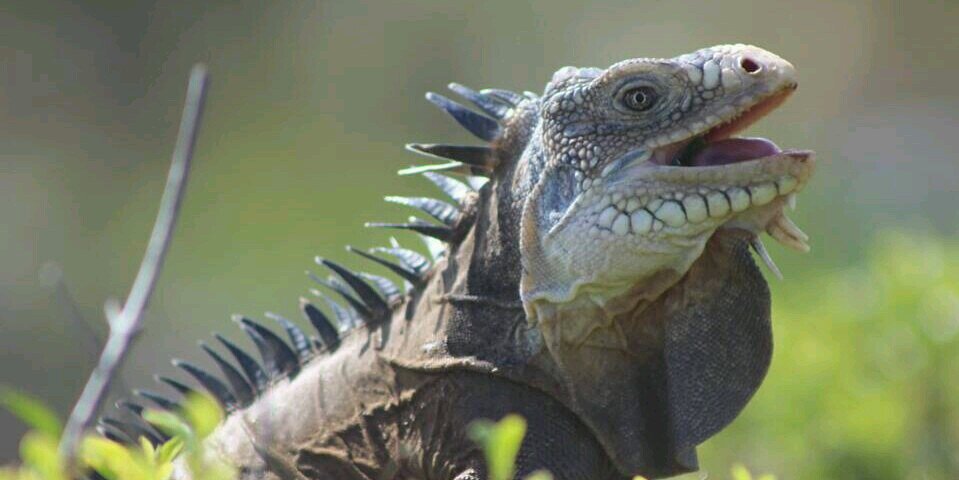 black is the new black banner